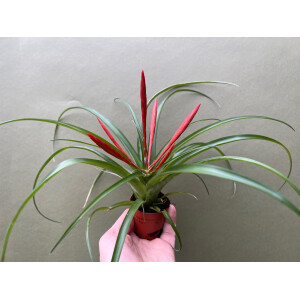 Tillandsia flabellata