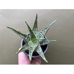 Aloe rauhii