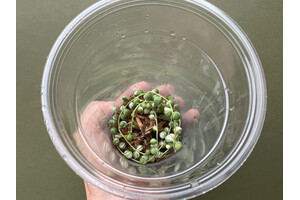 Senecio rowleyanus String of Pearls Variegata Ableger