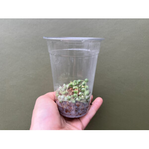 Senecio rowleyanus String of Pearls Variegata Ableger