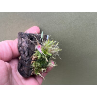 Platystele microglossa