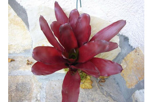 Neoregelia rojo inteso en tabla de Xaxim