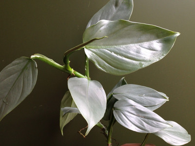 Philodendron hastatum silver sword