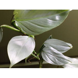 Philodendron hastatum silver sword
