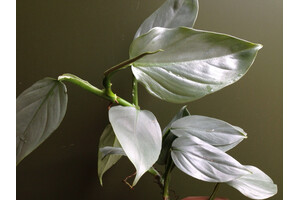 Philodendron hastatum silver sword