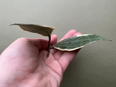 Hoya latifolia/macrophylla variegata Cutting
