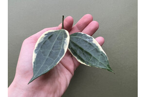 Hoya latifolia/macrophylla variegata Ableger