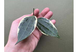 Hoya latifolia/macrophylla variegata Cutting