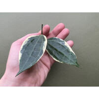 Hoya latifolia/macrophylla variegata Ableger