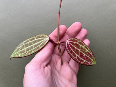 Hoya latifolia/macrophylla Cutting