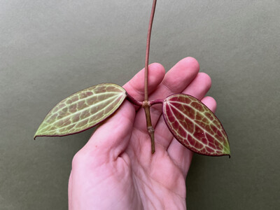 Hoya latifolia/macrophylla Cutting