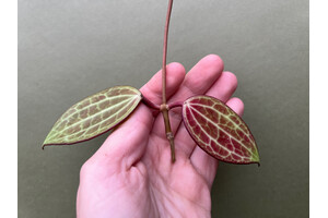 Hoya latifolia/macrophylla Ableger