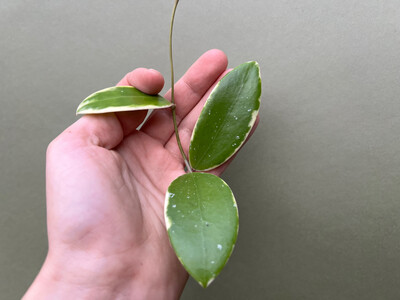 Hoya acuta albo variegata Cutting