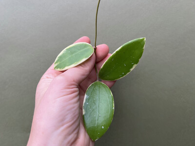 Hoya acuta albo variegata Cutting