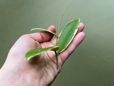 Hoya acuta albo variegata Cutting