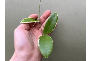 Hoya acuta albo variegata Ableger