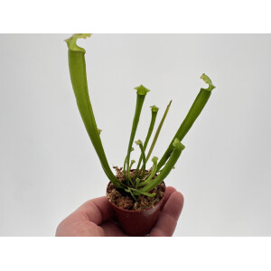 Sarracenia spec.
