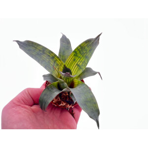 Vriesea gigantea Babyplant