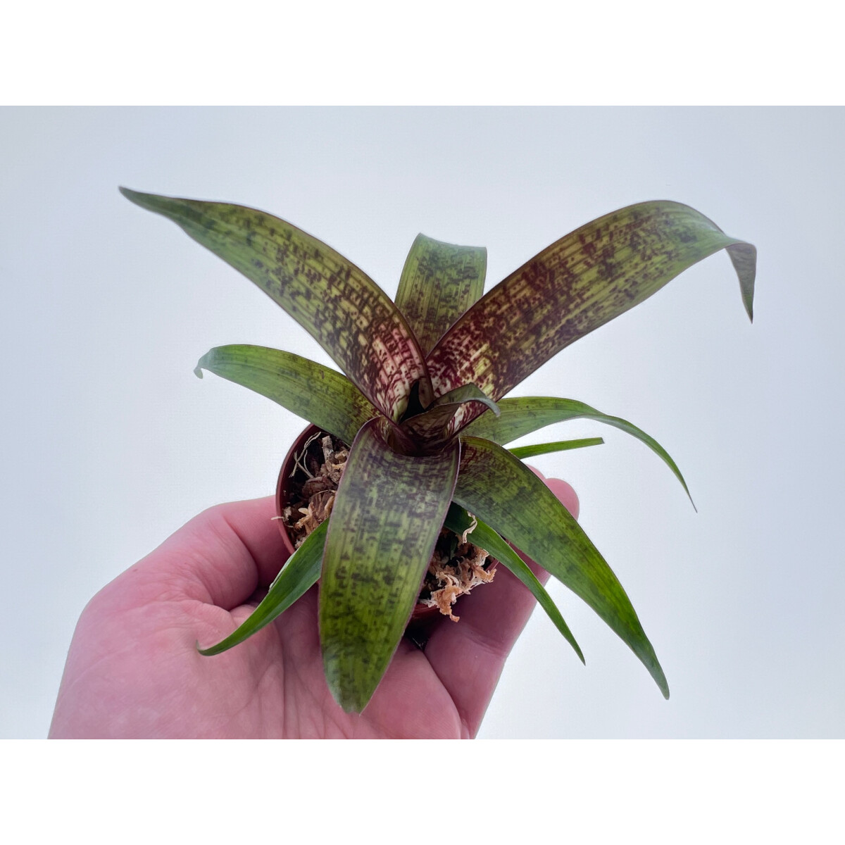 Vriesea Red Chestnut Babyplant