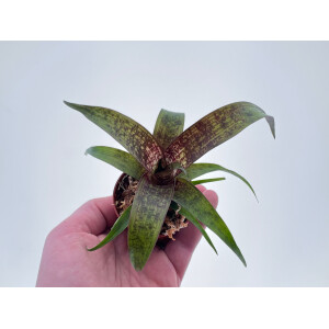 Vriesea Red Chestnut Babyplant