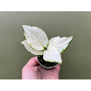 Aglaonema White Joy Babyplant