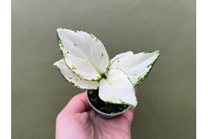Aglaonema White Joy Babyplant