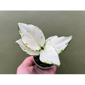 Aglaonema White Joy Babyplant
