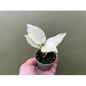 Aglaonema White Joy Babyplant