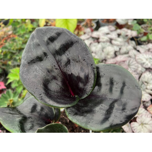 Geogenanthus ciliatus Midnight Pearl