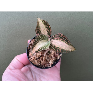 Anoectochilus roxburghii Pink- Gold