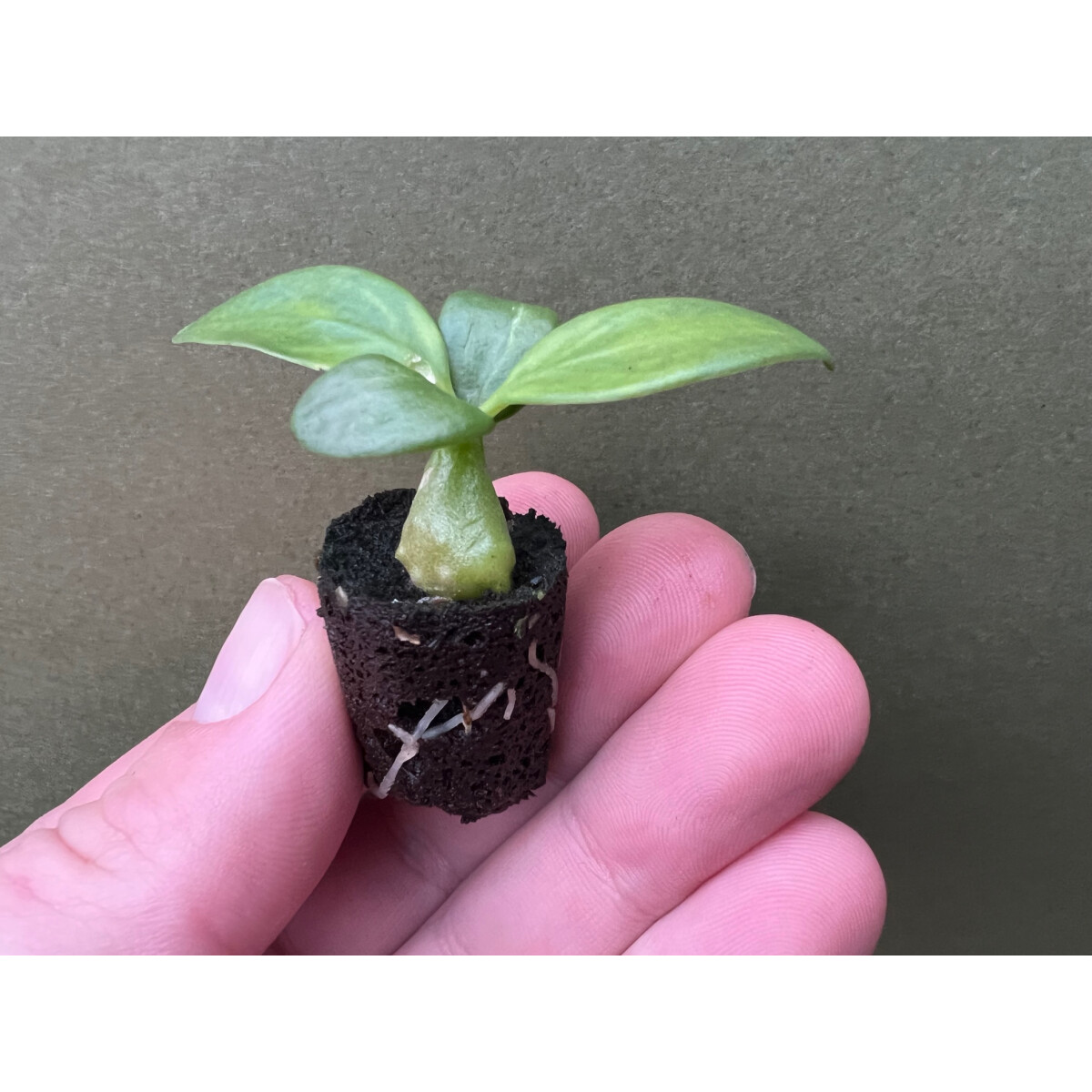 Hydnophytum papuanum Ameisenpflanze Babyplant