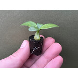 Hydnophytum papuanum Antplant Babyplant, 3,90 €