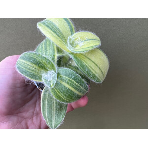 Tradescantia sillamontana variegata