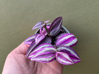 Tradescantia pink sensation