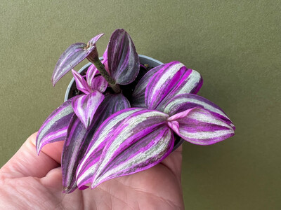 Tradescantia pink sensation