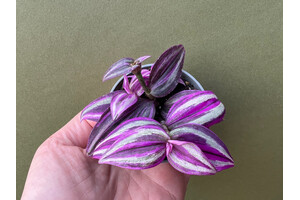 Tradescantia pink sensation