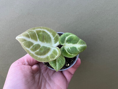 Anthurium Dorayaki Babyplant