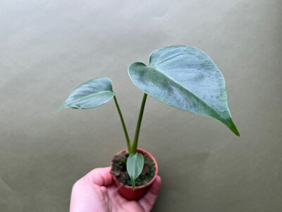 Fensterblatt Monstera Deliciosa Babyplant