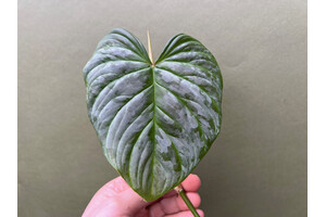 Philodendron Majestic Ableger