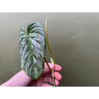 Philodendron Majestic Ableger