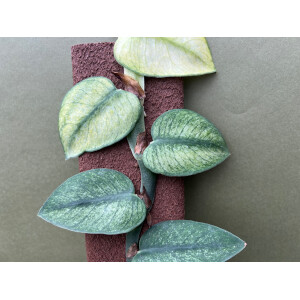 Rhaphidophora hongkongensis variegated mint Cutting