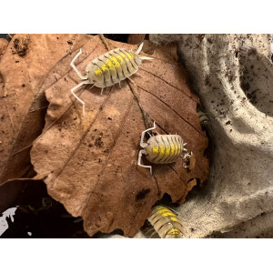 Porcellio bolivari Yellow Ghost