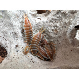 Porcellio hoffmannseggi orange