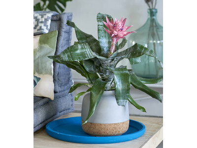 Aechmea Primera Babyplant