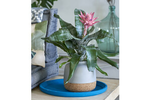 Aechmea Primera Babyplant