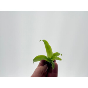 Aechmea Primera Babyplant