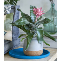 Aechmea Primera Babyplant