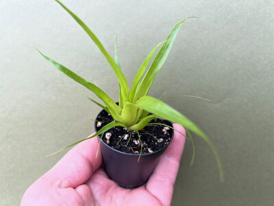 Tillandsia dyeriana Babyplant