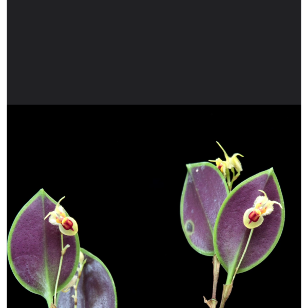 Lepanthes caloura