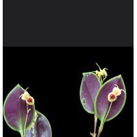 Lepanthes caloura